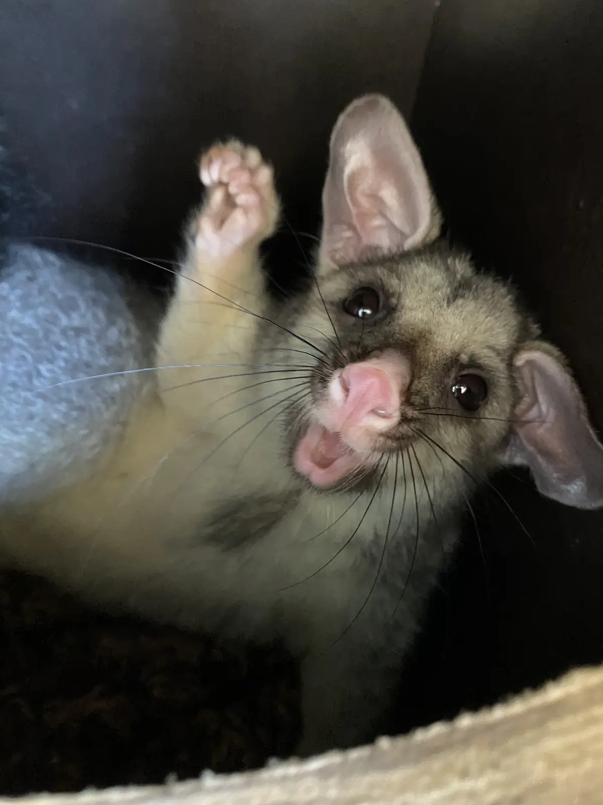 Native Wildlife in Rehabilitation